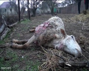 Oğuzda canavarlar 30 baş qoyunu parçalayıb