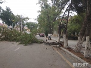 Güclü külək bir neçə ağacı yola aşırıb - FOTO