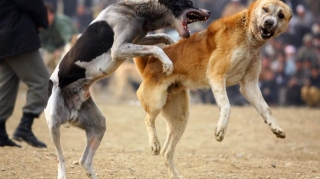 İt döyüşləri təşkil edən 6 nəfərin kimliyi müəyyənləşdirilib - FOTO 