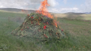 On minə yaxın xaş-xaş kolu məhv edildi 