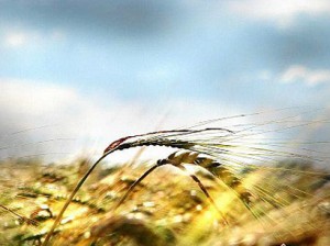 Bu gün Azərbaycanda Yel çərşənbəsidir