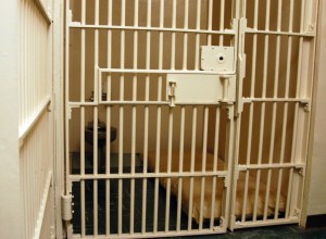 İki nəfərin ölümünə səbəb olan mikroavtobus sürücüsü həbsdə ölüb