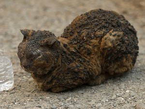 Onlar alov fəlakətinin dördayaqlı qurbanlarıdır - VİDEO