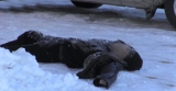 On nəfər donvurmadan ölüb – Polşada
