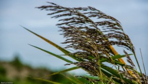 Külək davam edəcək, qar yağacaq - XƏBƏRDARLIQ