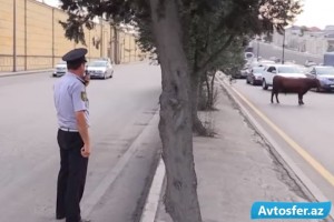 Maşınları əzən öküzün sahibini nə gözləyir? - Açıqlama - VİDEO