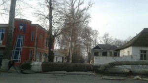 Göyçayda iri gövdəli ağac aşıb, yol bağlanıb - FOTO