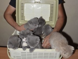 “Şotland pişikləri”ni ölkədən çıxaran şəxs saxlanıldı – FOTO