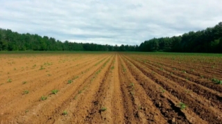 Növbəti torpaq hərracları elan edildi 