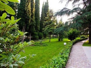 Bakının bir sıra küçə və prospektində ağaclar köçürüləcək