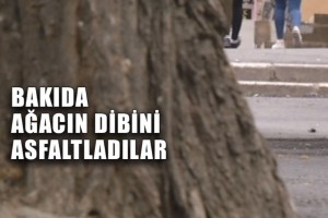 Bakıda ağacın fəryadı: Yaşıl ağacın gövdəsi tamamilə asfaltlanıb - VİDEO