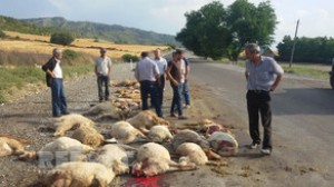 Yük maşını 82 baş qoyunu vuraraq tələf edib - Göygöldə