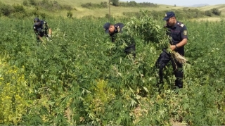 Goranboyda yabanı halda bitən çətənə kolları məhv edilib  - FOTO