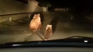 Balakəndə ayılar peyda olub - VİDEO 