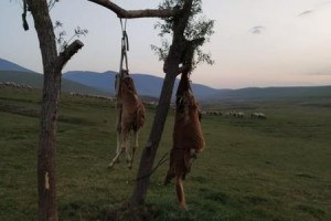 Atları öldürüb, dirəkdən asan şəxs tutuldu