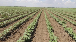 Torpaq icarəsindən əldə edilən gəlir açıqlandı 