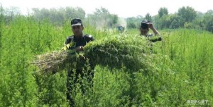 Ağstafada 15 500 yabanı çətənə kolu aşkarlanıb - FOTO