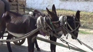 Eşşək arabasına çırpılan maşını qadın sürücü sürətlə idarə edirmiş 