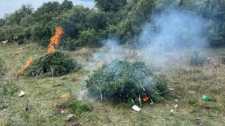 Neftçalada yabanı halda bitmiş 12 ton çətənə kolu məhv edildi 