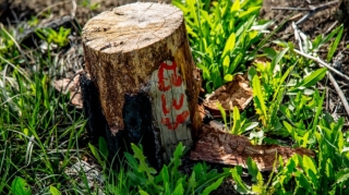 İsmayıllıda qanunsuz ağac kəsiminə görə obyekt sahibləri məsuliyyətə cəlb olunub  - VİDEO