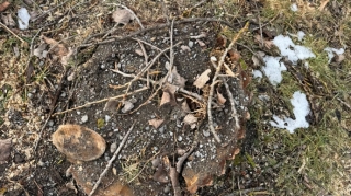 Oğuzda qanunsuz ağac kəsiminə görə cinayət işi başlanıldı - FOTO