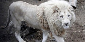 Ağ aslanın ov üçün hərrac yolu ilə satılacağı iddiası ölkəni qarışdırdı