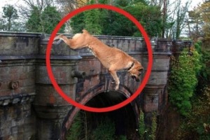 Bu körpüyə çıxan itlər intihar edirlər: özü də eyni yerdən - FOTO