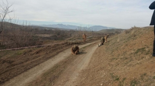 Füzulidən Şuşaya çəkilən yolun 6-7 km-lik hissəsi minalardan təmizlənib