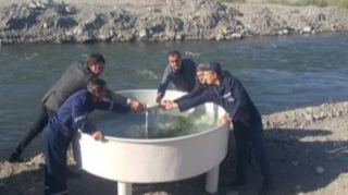 Həkəri çayına növbəti dəfə balıq körpələri buraxıldı  - FOTO