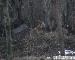Ağstafada it insanlara hücum edib
