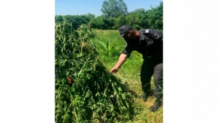 Qaxda 4000 ədəd çətənə kolu yandırılıb