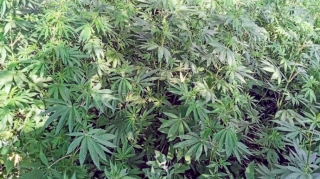 Neftçalada həyətində narkotik bitkilər becərən şəxs saxlanılıb