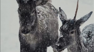 Maral sürüsünün qarlı havada maraqlı görüntüləri - VİDEO