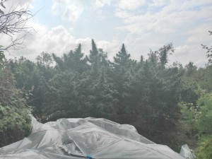 Salyan sakinindən külli miqdarda narkotik vasitə götürülüb - FOTO