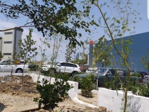 Xətaidə ağacları kəsən müəssisə rəhbəri cərimələndi - FOTO