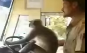 Meymun avtobusu idarə etdi - VİDEO