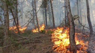 Qəbələdə bələdiyyə torpağında yanğın başlayıb 