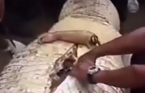 Dəhşətli görüntü: Timsahın qarnından hissələrə ayrılmış qız çıxdı - REAL KADRLAR