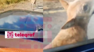 Naxçıvanda quduz canavar avtomobillərə hücum etdi - VİDEO 