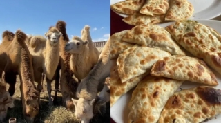 Dənizkənarı obyektlərdə “dəvə qutabı” ilə bağlı reydlər keçirilir - VİDEO 