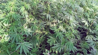 Maştağada evin həyətində 104 kq narkotik bitki aşkarlanıb 