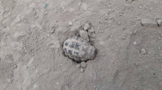 Zaqatalada tikintidə qumbara tapılıb