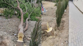 Azərbaycanda bahalı ağacları oğurlayan tutuldu 