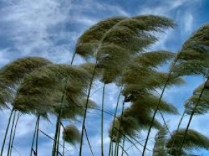 Hava küləkli olacaq, yağış yağacaq