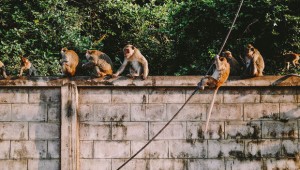 Meymun körpə uşağı öldürdü - FOTO