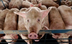 Donuzlar qadını diri-diri yeyib