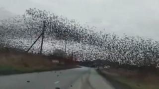 Quş sürüsü tıxaca səbəb oldu – VİDEO 