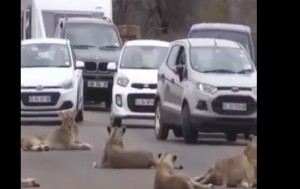 Şirlər yolu kəsdi: tıxac yarandı - VIDEO