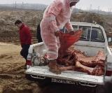 Yol polisi Bakıya gətirilən murdar əti zərərsizləşdirdi - FOTO