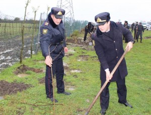 Astarada polis əməkdaşları ağacəkmə aksiyasında fəal iştirak etdilər